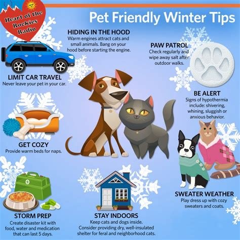 Keeping Your Pets Safe and Happy in Winter: What Can I Do?