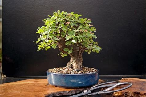 The Art of Bonsai: A Complete Guide to Growing and Caring for Miniature Trees