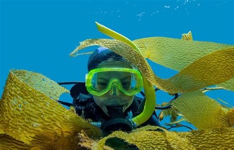 Exploring the Wonders of Underwater World: Scuba Diving and Snorkeling Adventures
