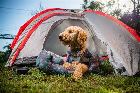 Camping with Pets: Tips for Enjoying the Outdoors with Your Furry Friends