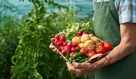 7 Essential Tips for Successful Organic Gardening: A Beginner’s Handbook